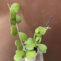 6” hoya kerriii