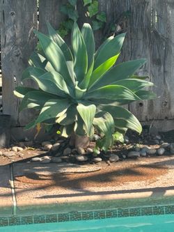 Agave plants