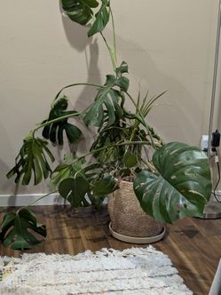 Monstera