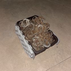 Horse shoes