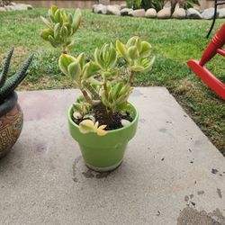 Varigated Jade