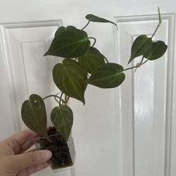Philodendron Micans Plant 