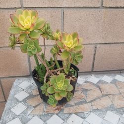 Potted Plant