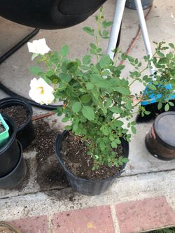Small rose white plant