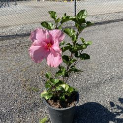 Hibiscus Bush