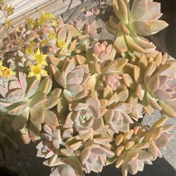 Beautiful Succulents