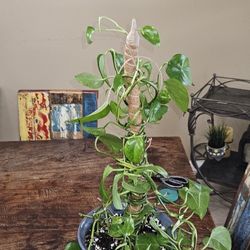 Pothos Plant