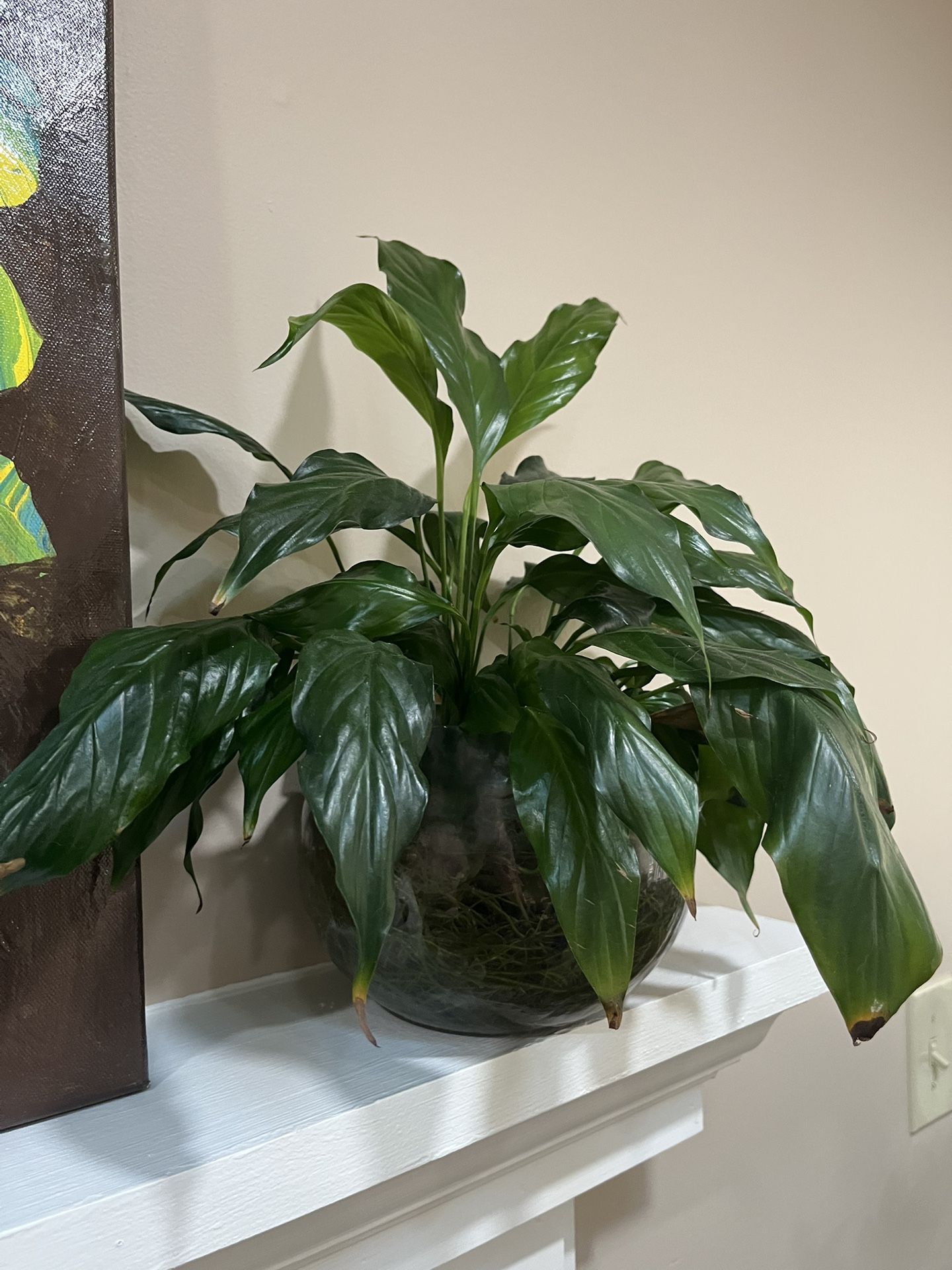 Plant For Sale
