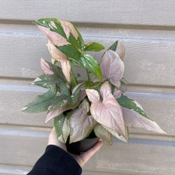 5” Syngonium Pink Splash