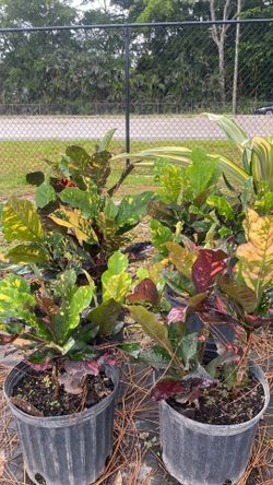 🪴 Vibrant 3-Gallon "Magnificent" Crotons – Only $9!