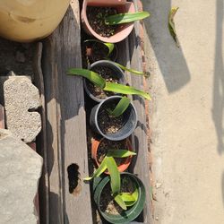 Orchids Sale.  $10 $20 &$30