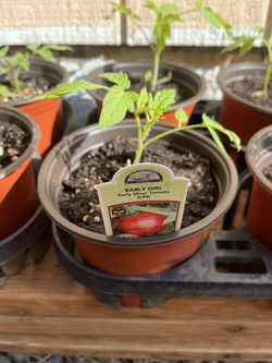 Tomatoes Seedlings- Various Varieties, 4 - 6 Inches Pot