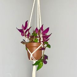 Plant In 6” Pot With Macrame Hanger