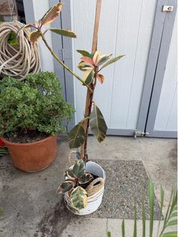 Variegated Ficus Elastica Tineke Rubber plant