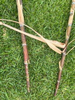 Free red sugarcane stalks for propagation