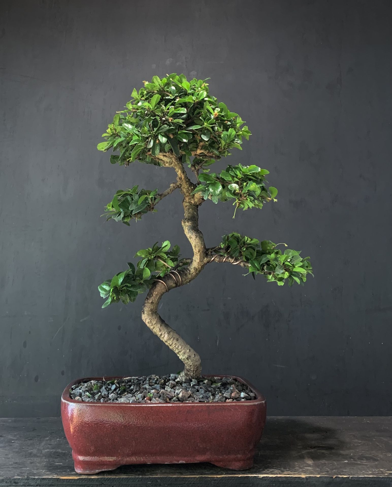 Bonsai Fukien tea