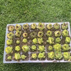 40 Succulents Of Variety Of Sizes $40
