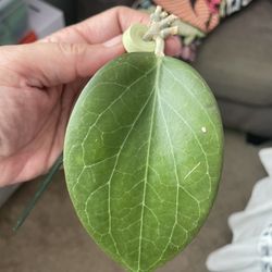 Hoya Hellwigiana