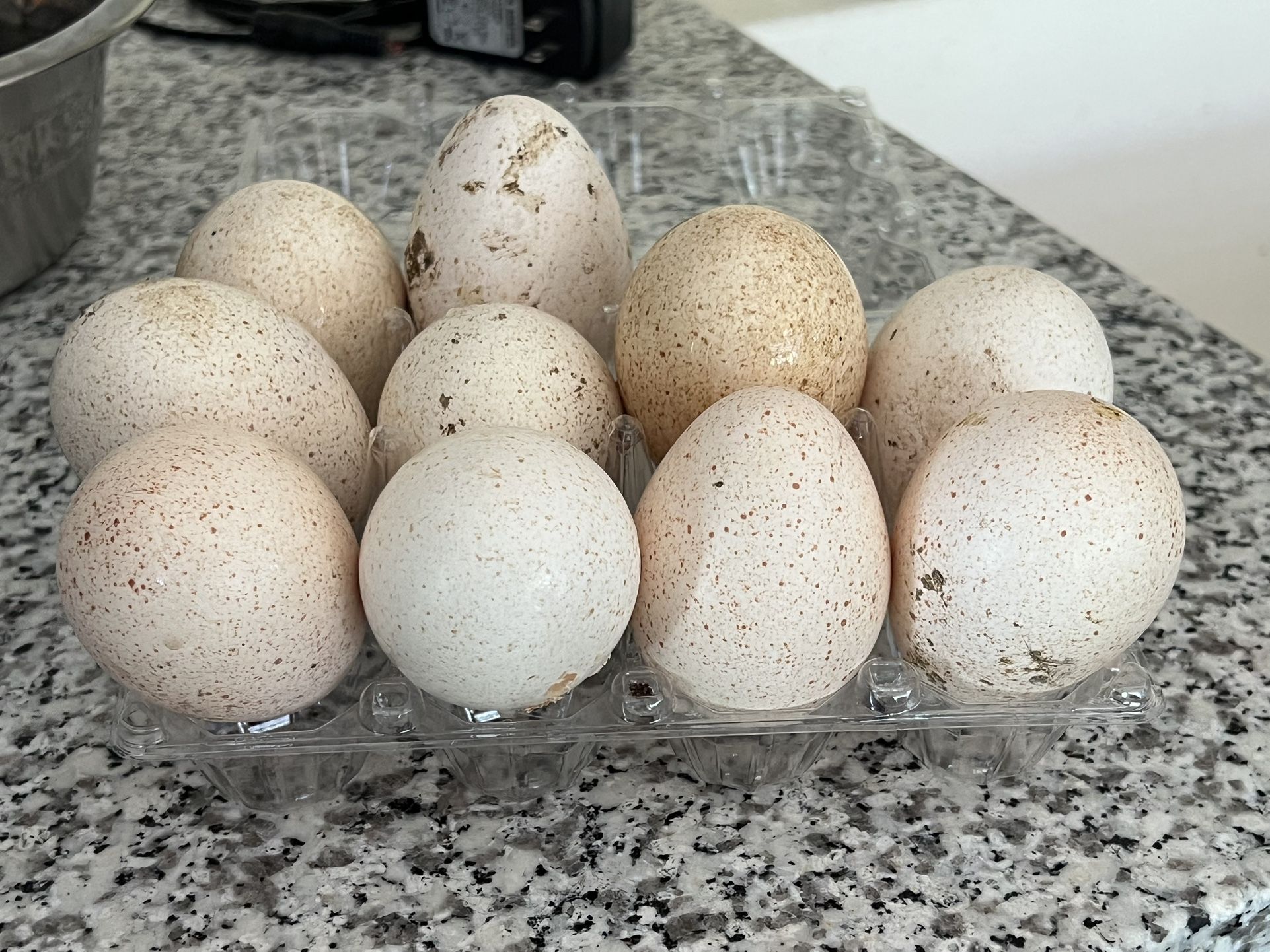 Turkey Eggs