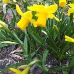 Miniature Daffodil Perennial Plants 