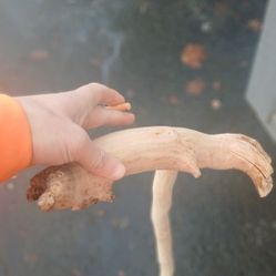 Walking Stick (Cane)