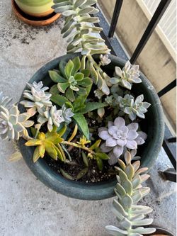 Mixed succulent arrangement