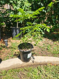 Curry leaf plant