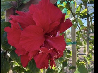 Red Double Flawer Hibiscus In 5G $30 Each Price Firm 