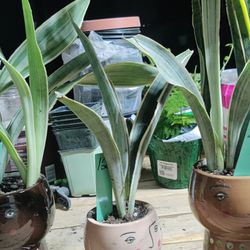 Succulents As Gift Ideas 