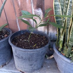 Baby Lemon Tree😃😃😃😃🌿🌿🍋🍋🍋🍋🍋