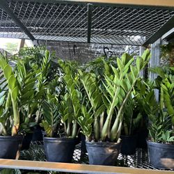 ZZ Plants In 6” Pot. SPECIAL PRICE🤩