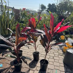 Cordyline Hawaiian TÃ