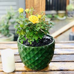 Live outdoor mini rose 🥀 bush plant in a textured ceramic planter pot—firm price