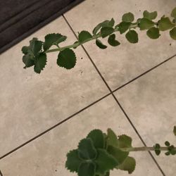 Cuban Oregano Clippings