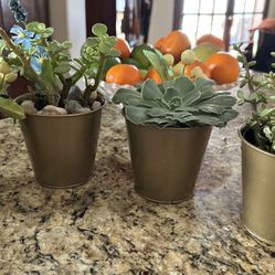 Beautiful 4 Inch Succulents