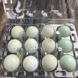 Fresh Fertilized Celadon Coturnix Quail Eggs