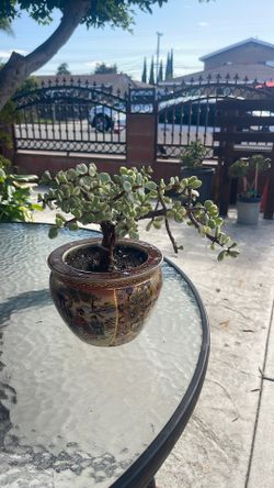 Variegated Elephant Bush