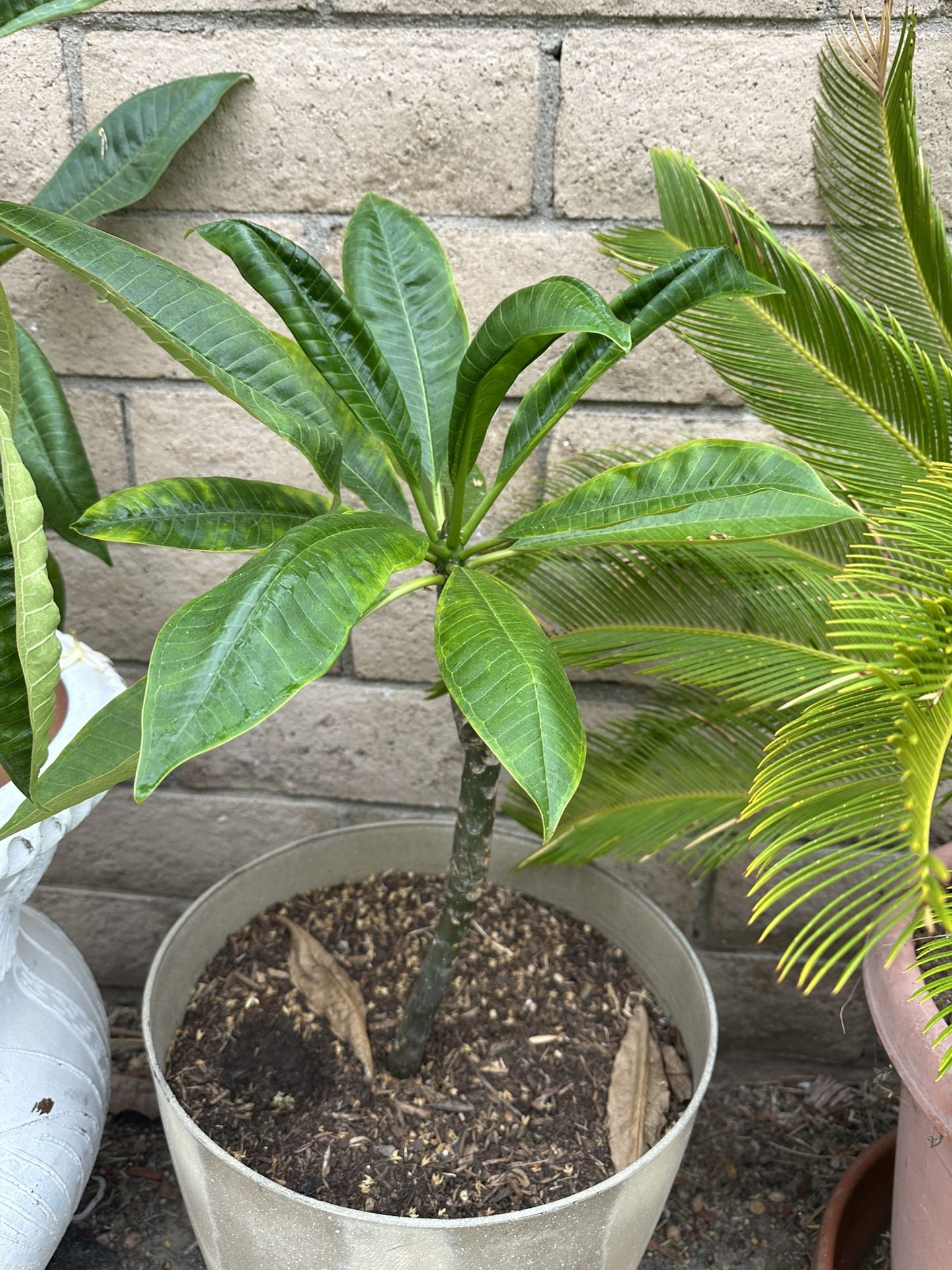 Plumeria Plant With Yellow Flowers