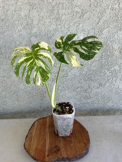 Monstera crème brûlée