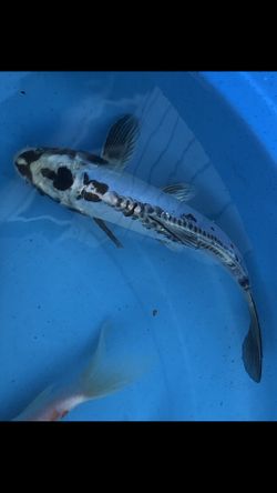 Koi