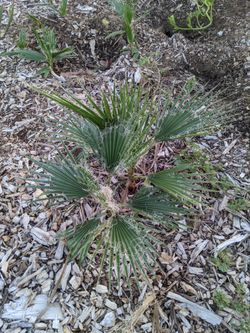Baby Mexican fan palm