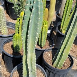 Apple Cactus 