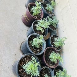 RUDA ROSEMARY ALBAHACA AND MINT YERBABUENA PLANTS READY FOR TRASPLANTAR 