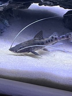 Piriaba Catfish Tank