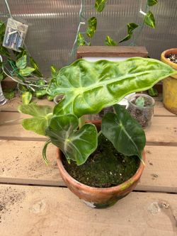 Small alocacia