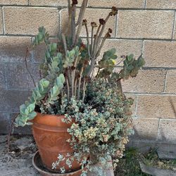 Terra Cotta Pot With Saucer Fully Planted