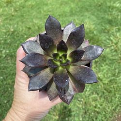 Echeveria Black Prince