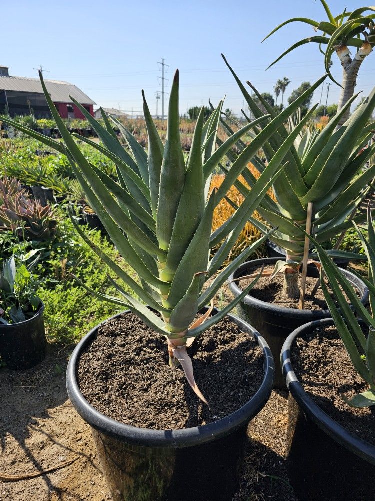 Aloe Hercules Palm