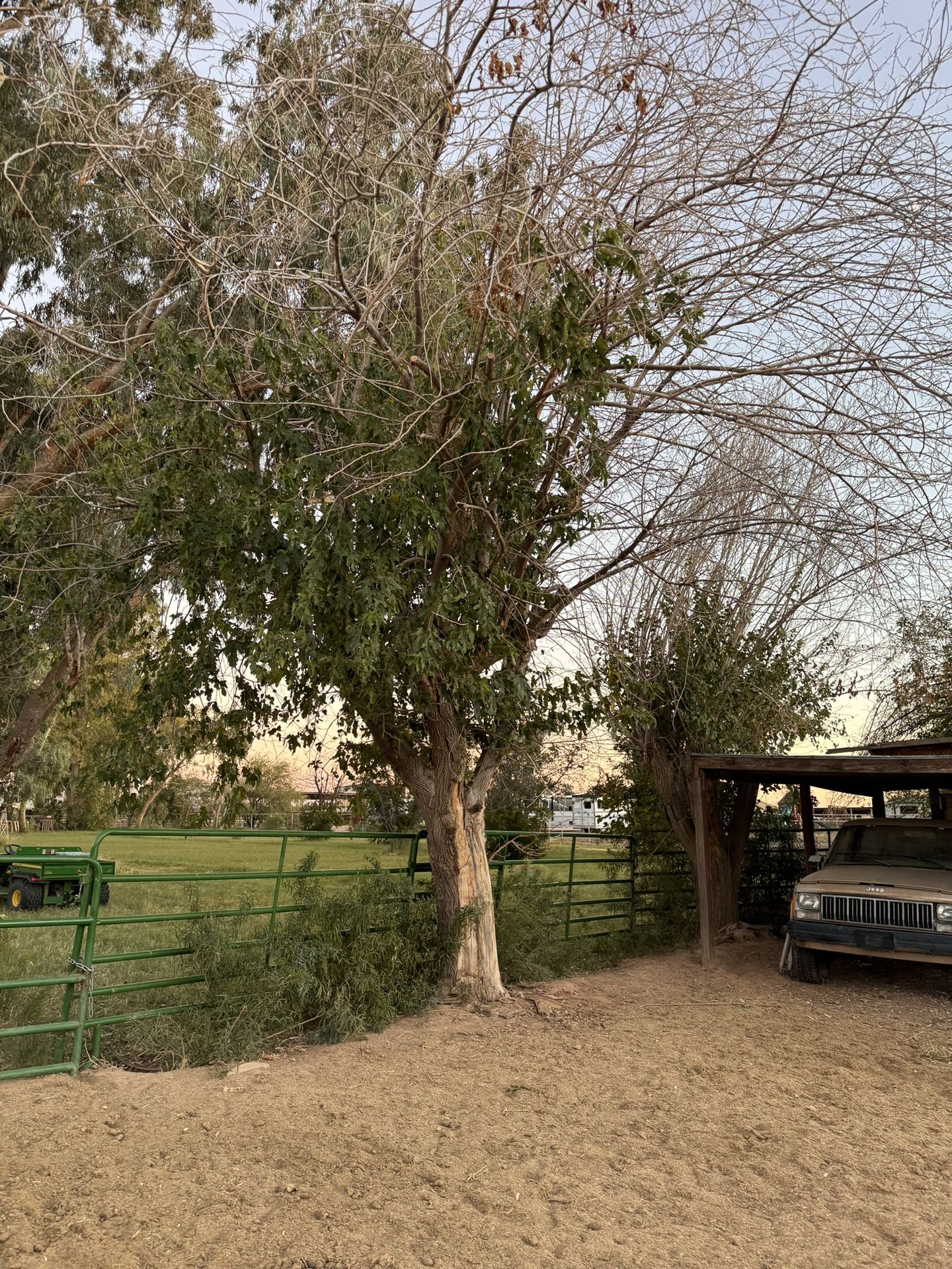 Mulberry Tree’s