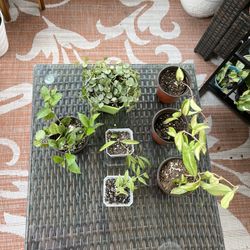 Some Hoyas For Sale- Message Me For Specifics